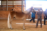 Central Ohio Haflinger Show Aug 2020 Sat-0692