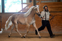 Central Ohio Haflinger Show Aug 2020 Sat-0251-2